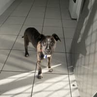 Photo of Pepper   16 Week Old Staffy X (Trial)