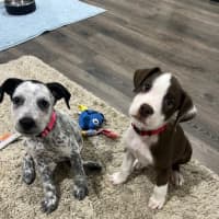 Photo of Lilo