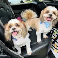 Photo of Chewy And Warf 🐶😎