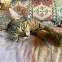 Photo of Spud And Chip