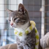 Photo of Mowgli