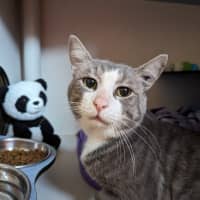 Photo of Miso