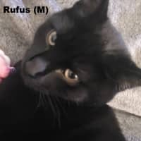 Photo of Rufus