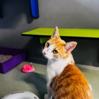 Photo of Maple