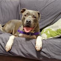 Photo of Archie  Reduced Adoption Fee