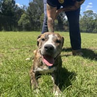 Photo of Hansel Imp 353