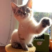 Photo of Lilly
