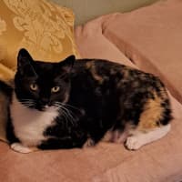 Photo of Gypsy