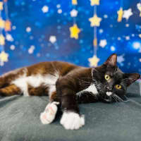 Photo of Domino   Located In Watsonia
