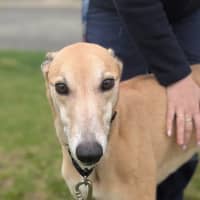 Photo of Trickey