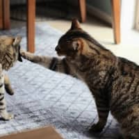 Photo of Tequila / Jaeger