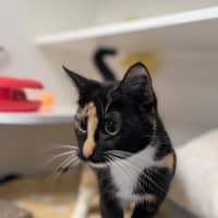 Photo of Brownie