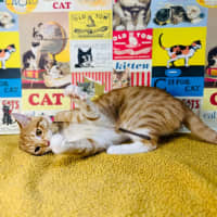 Photo of Fudge   Located In Preston 