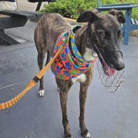 Photo of Brittney, The Greyhound