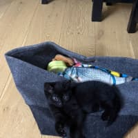 Photo of Nibbler