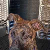 Photo of Penny