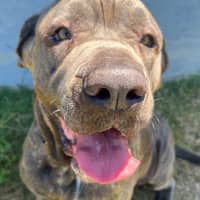 Photo of Koda (1068)