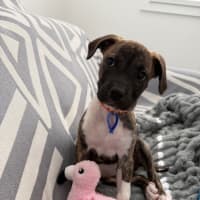Photo of Luna   9 Week Old Ridgeback X