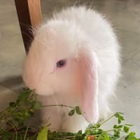 Photo of Bechamel