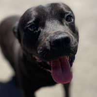 Photo of Mr. Biscuit