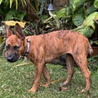 Photo of D1134 Jazzy