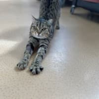 Photo of Trinket