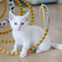 Photo of Lily