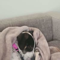 Photo of Missy
