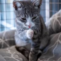 Photo of Mowgli