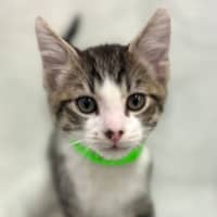 Photo of Muffin 