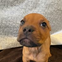 Photo of Sherbert