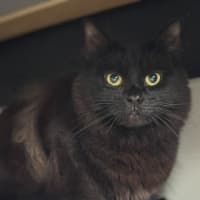 Photo of 🐈‍⬛💖 Annie 🐈‍⬛💖