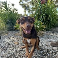 Photo of Lunaris (Maggie)