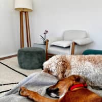 Photo of Abbie   4 Month Old Bull Arab X