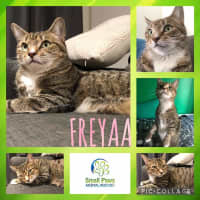 Photo of Freyaa