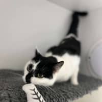 Photo of 🍙 Looshkin 6340 🍙