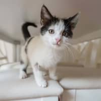 Photo of Daisy