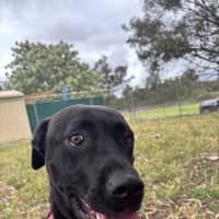 Photo of Taffy