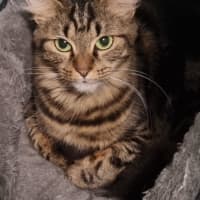 Photo of Fus Fus