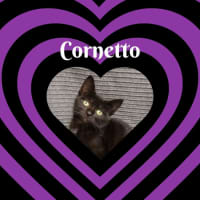 Photo of Cornetto