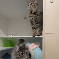 Photo of Bonny & Clyde