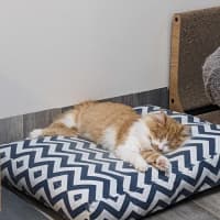 Photo of Sooki   Located In Preston 