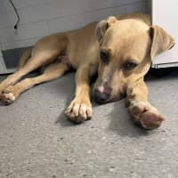 Photo of Mike! 🛋️🦎