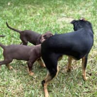 Photo of Milo 🐶🐶🐾🐾