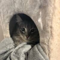 Photo of 🐭 Stevie 🐭