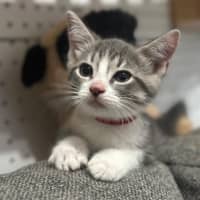 Photo of Bella 🌼🌻