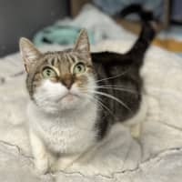 Photo of Nelly 