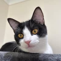 Photo of Moose
