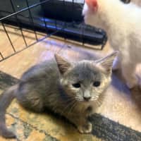 Photo of Baby & Blossom 