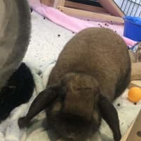 Photo of Toffee